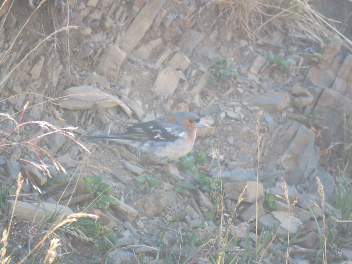 Common Chaffinch - ML639715281