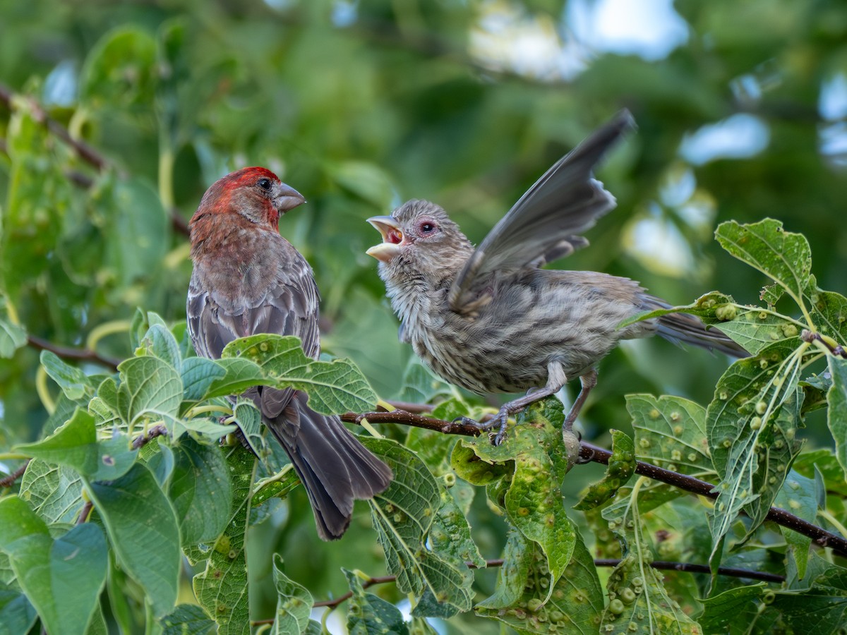 House Finch - ML639715284