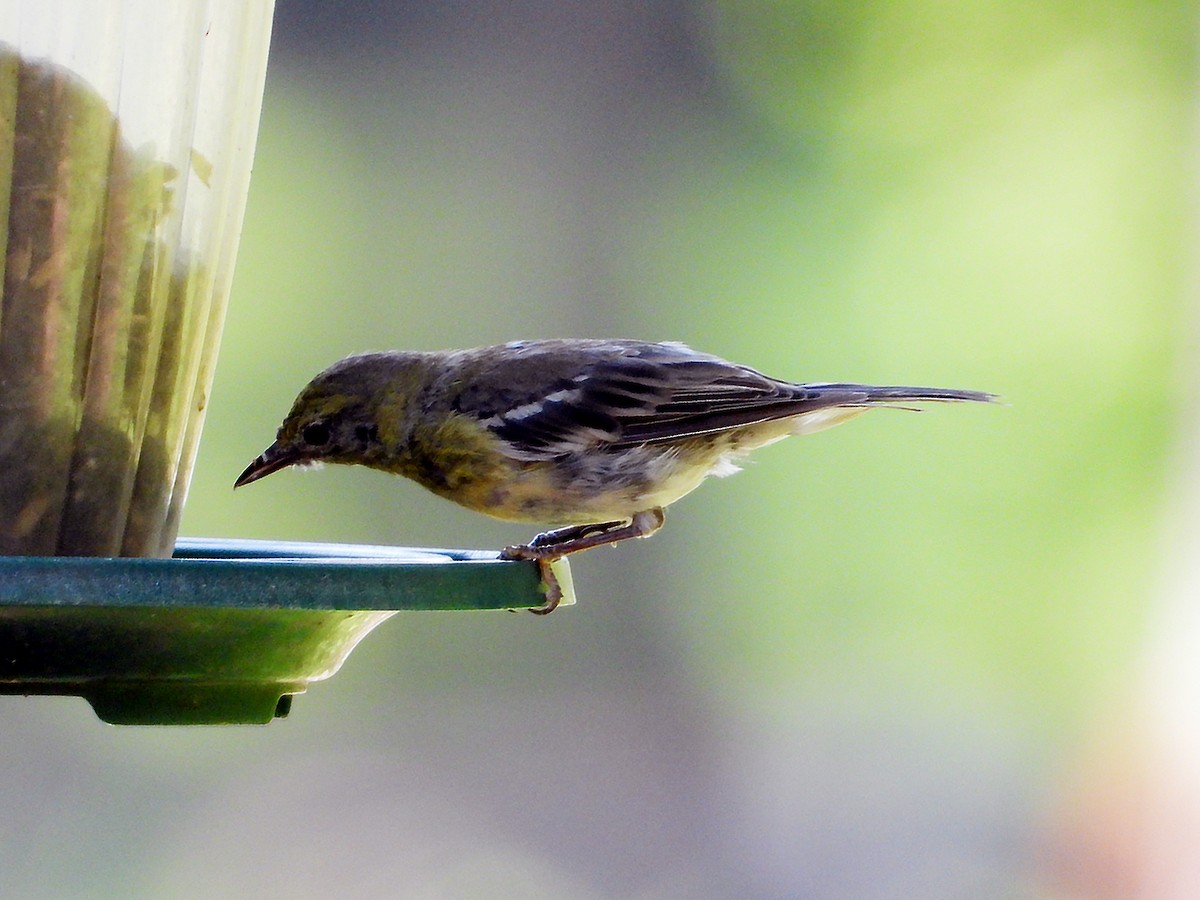 Pine Warbler - ML639715286