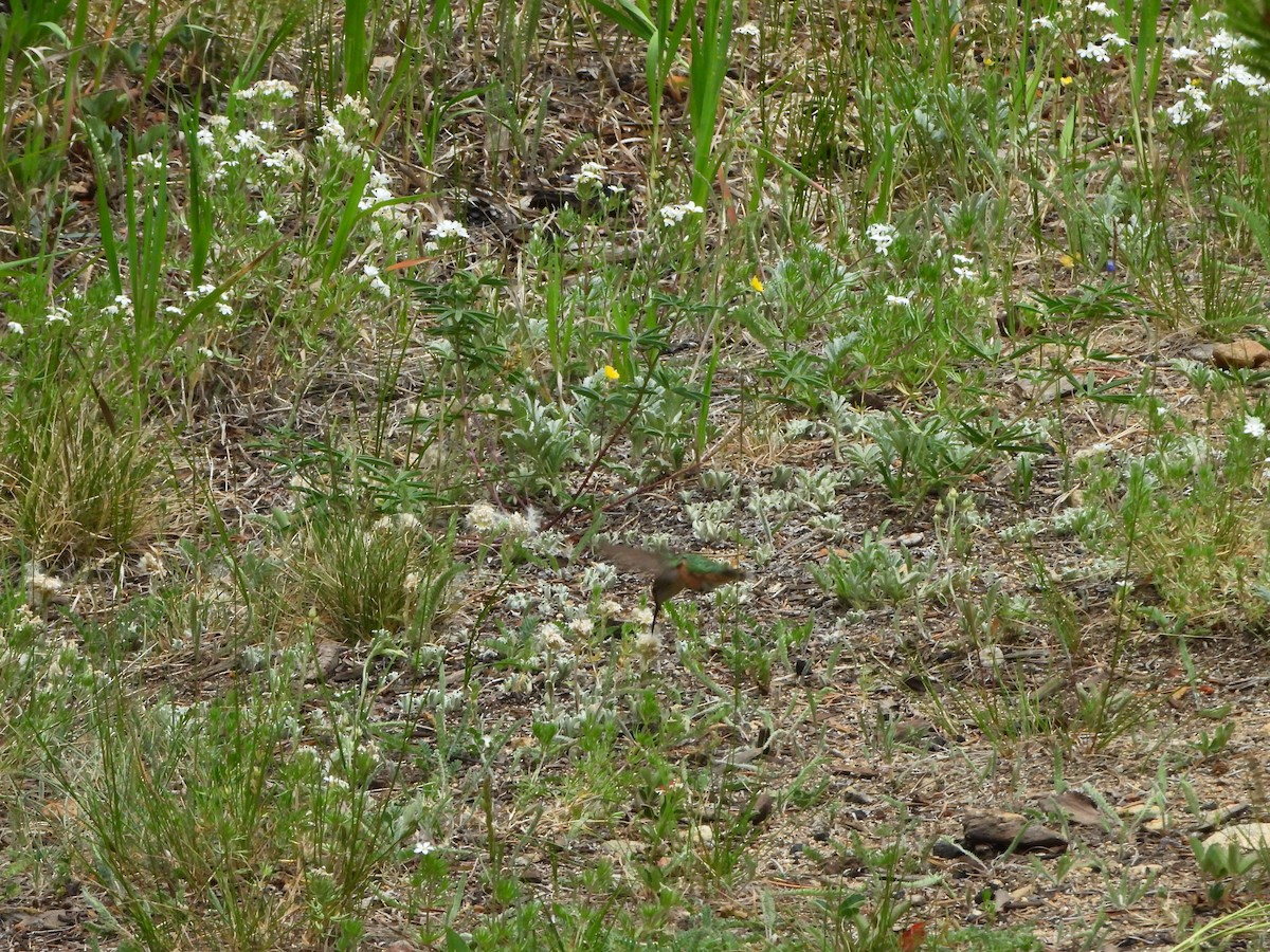 rødkolibri - ML639715288