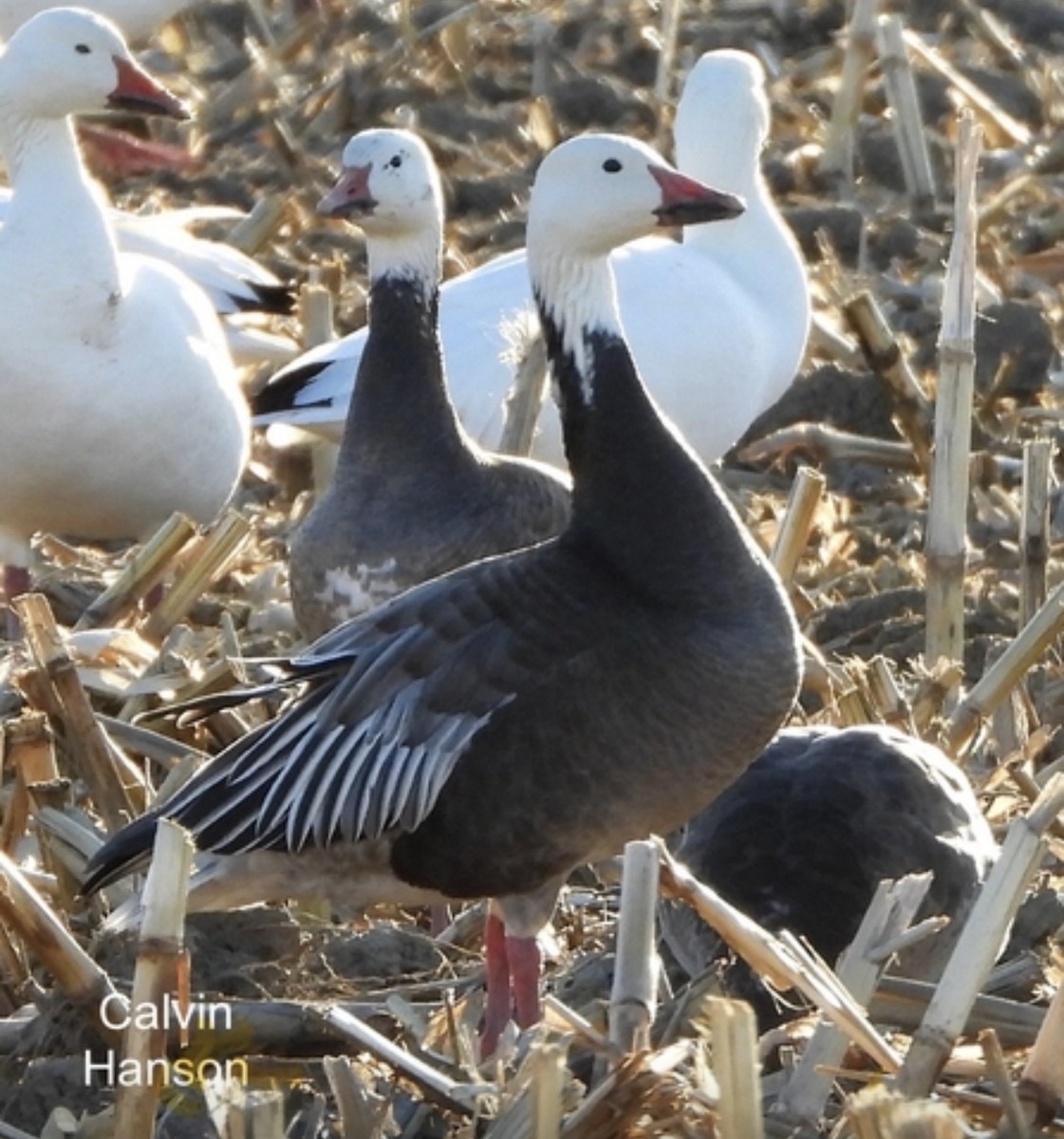 Snow Goose - ML639715289