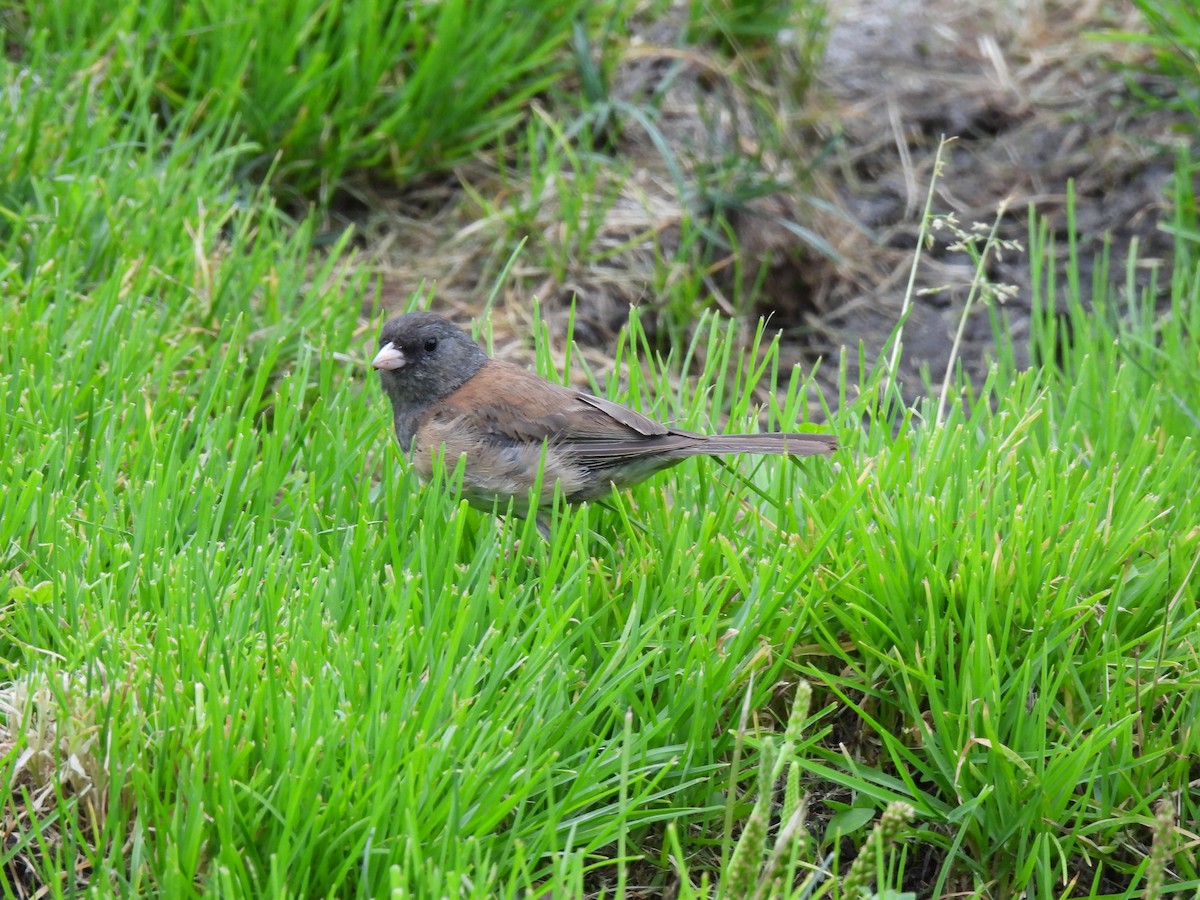 Dark-eyed Junco - ML639715291