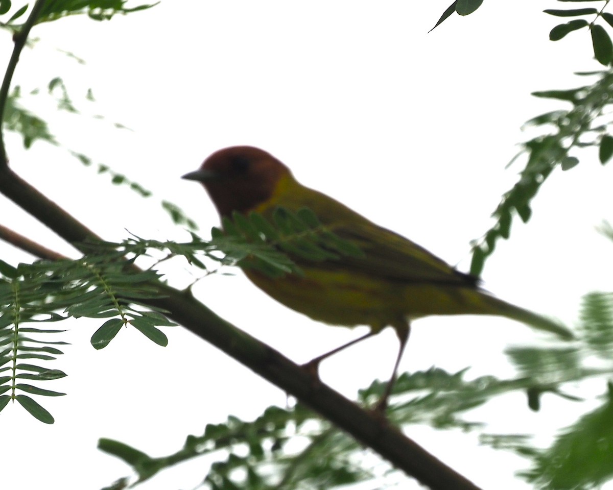Yellow Warbler - ML639715294