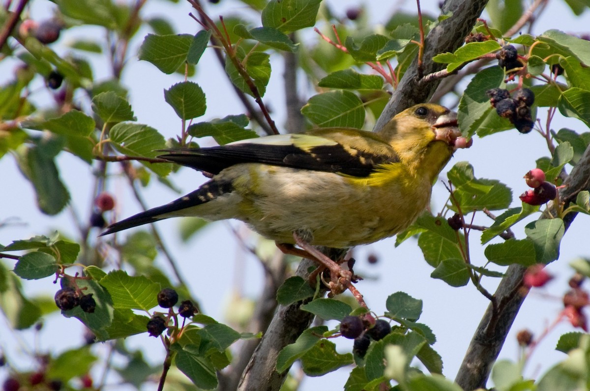 Evening Grosbeak - ML639715296