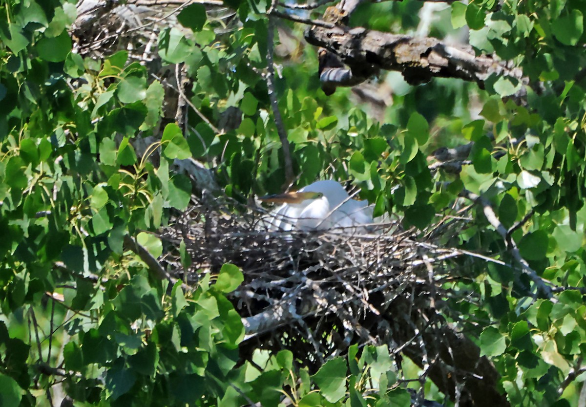 Great Egret - ML639715298