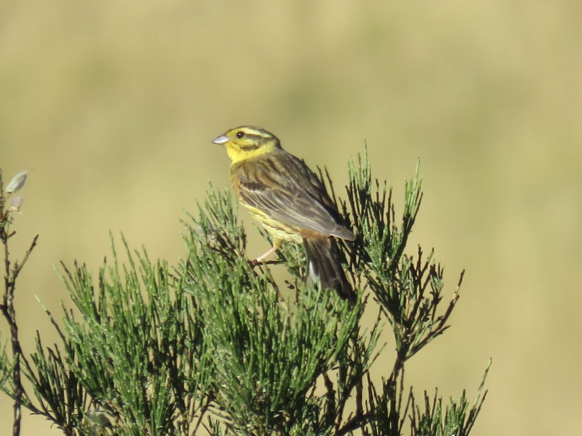 Yellowhammer - ML639715301