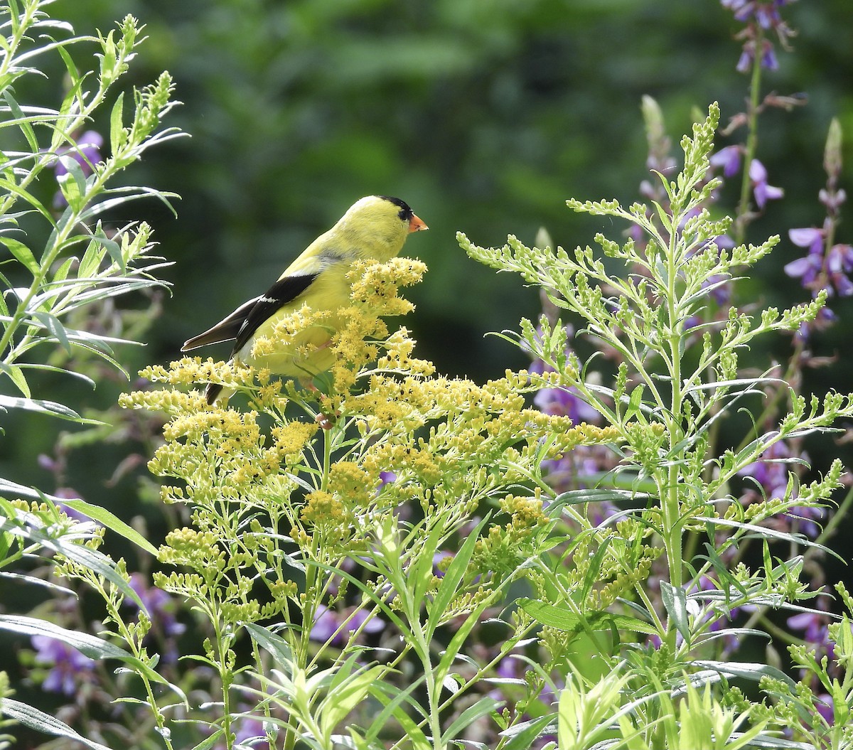 American Goldfinch - ML639715314