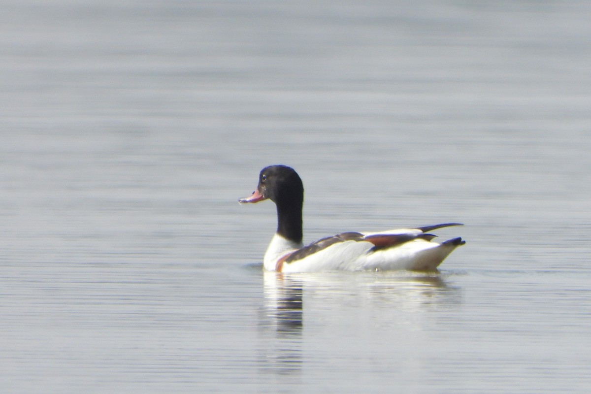 Common Shelduck - ML639715331