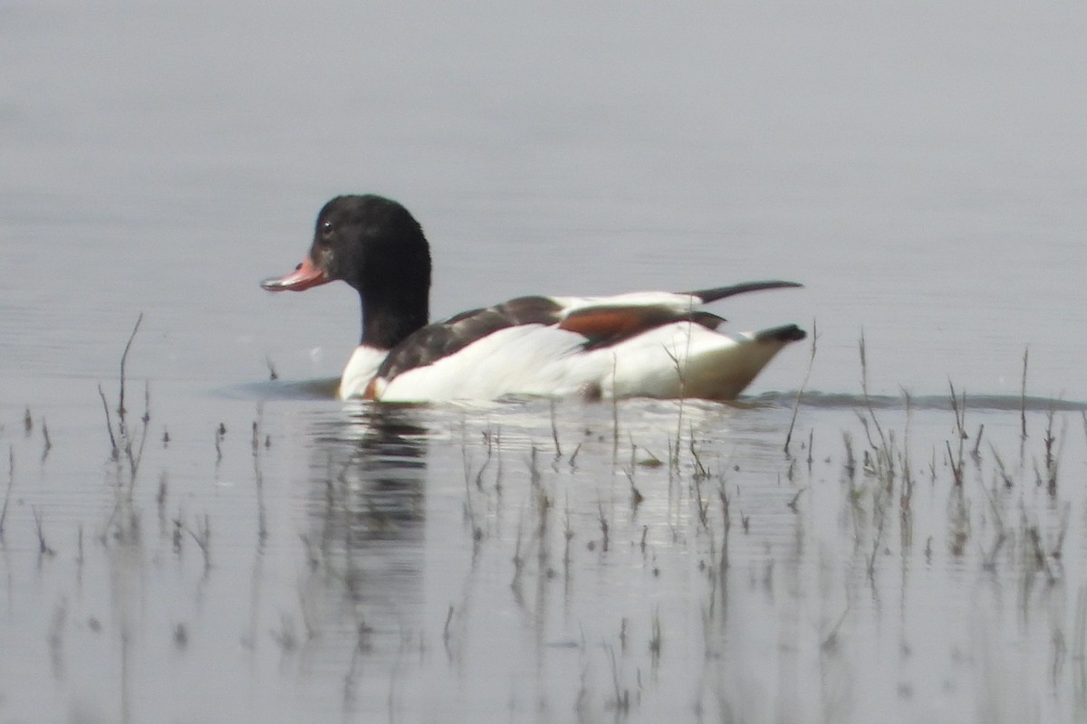 Common Shelduck - ML639715332
