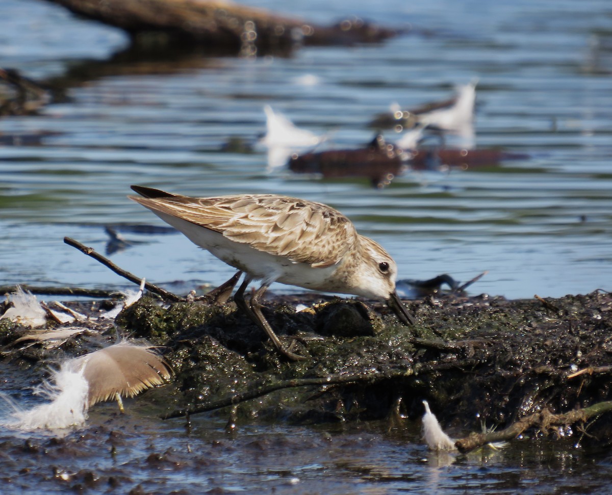 sandsnipe - ML639715372