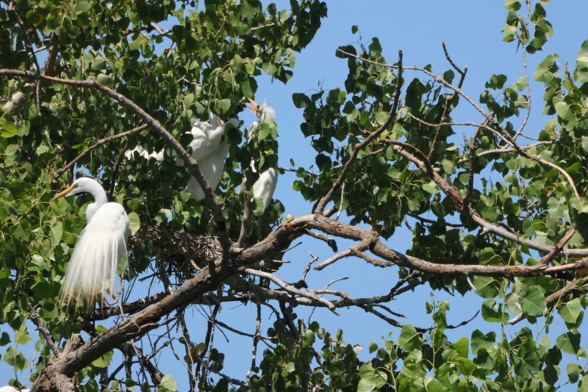 egretthegre - ML639715374