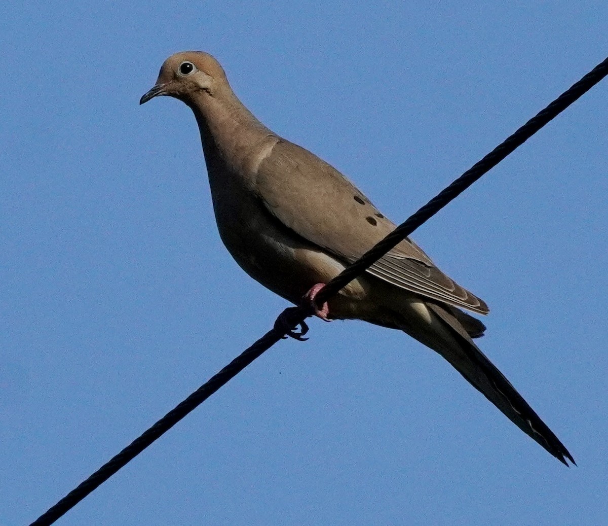 sørgedue - ML639715380