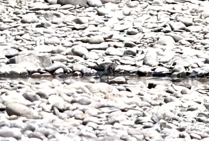 sandsnipe - ML639715383