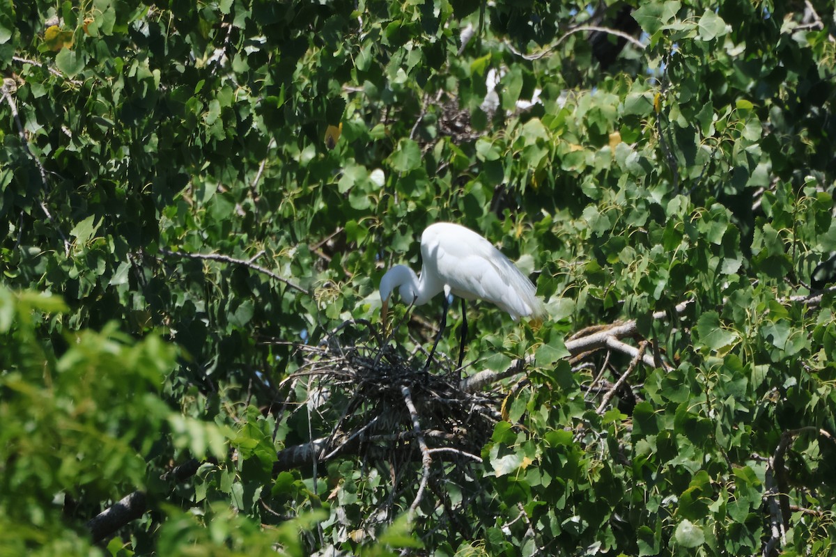 egretthegre - ML639715391