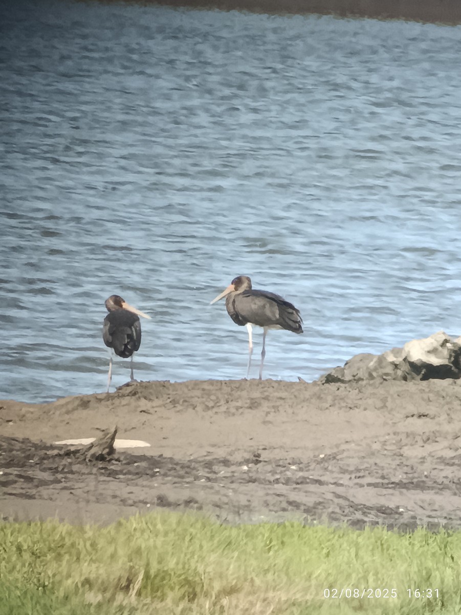 黑鸛 - ML639715395