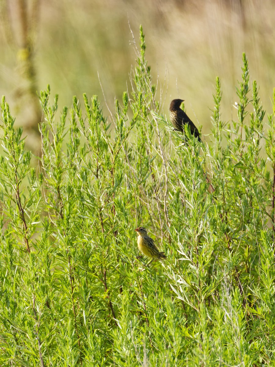 bobolink - ML639715400