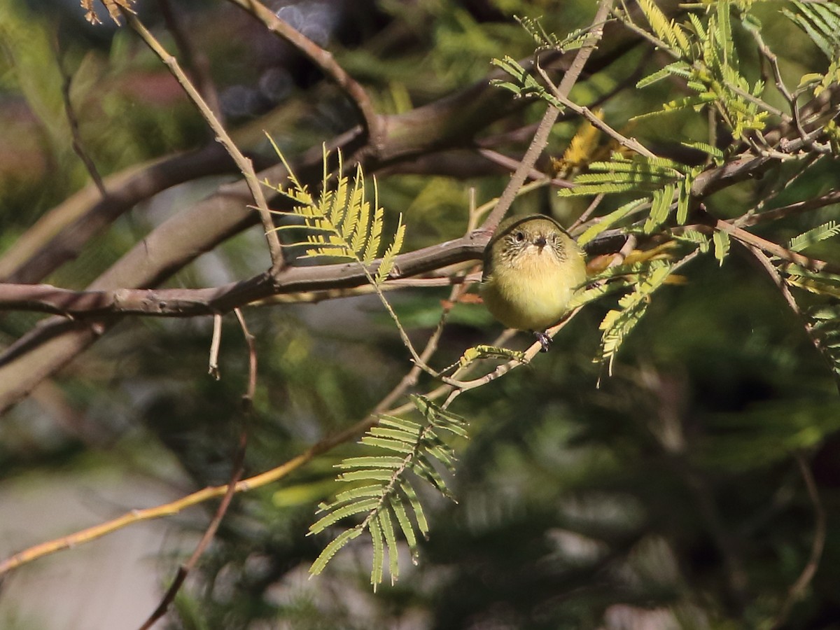 Yellow Thornbill - Scott Eaton