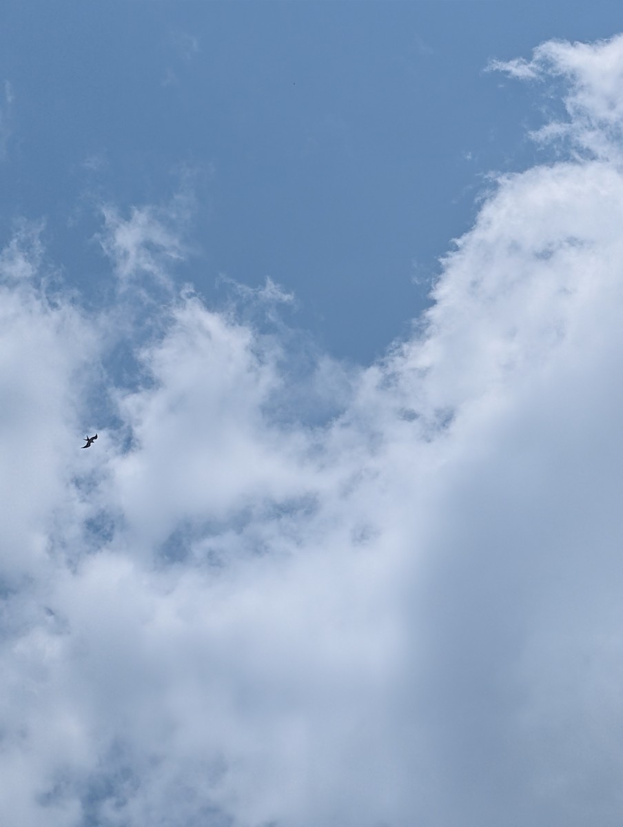 Swallow-tailed Kite - ML639715513