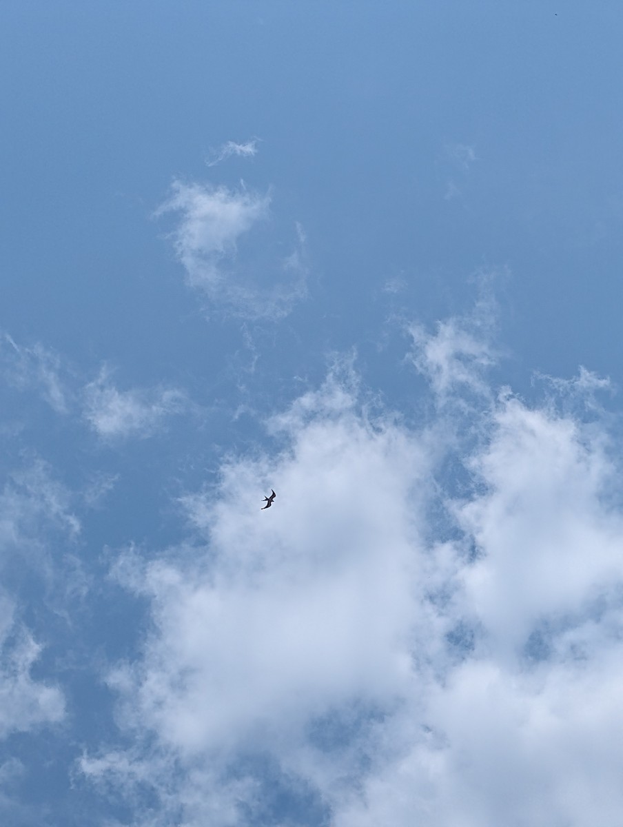 Swallow-tailed Kite - ML639715520