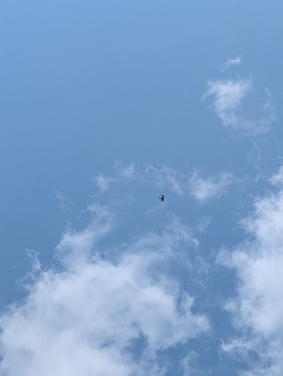 Swallow-tailed Kite - ML639715527