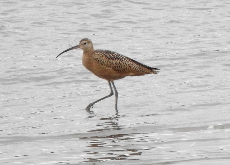 Long-billed Curlew - ML639715599