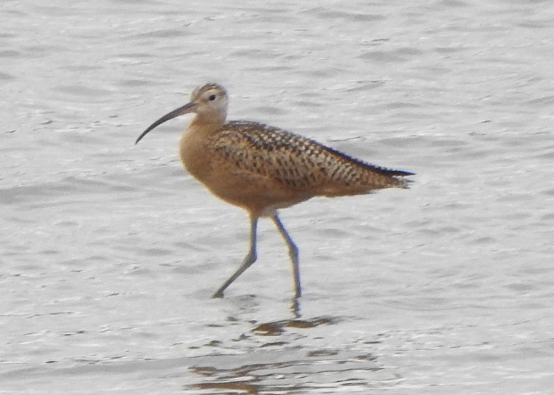 Long-billed Curlew - ML639715600