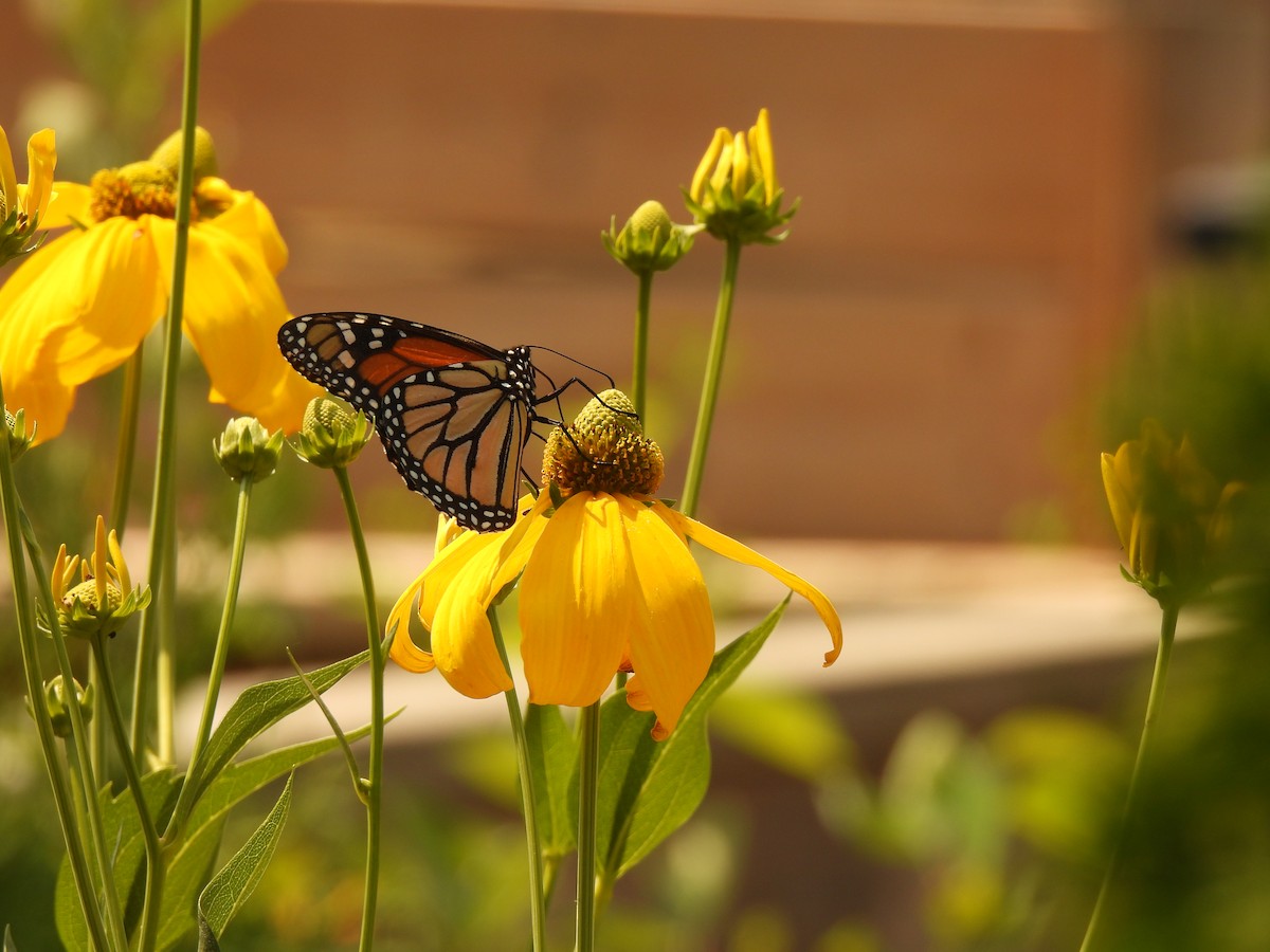 Animals - ML639715694