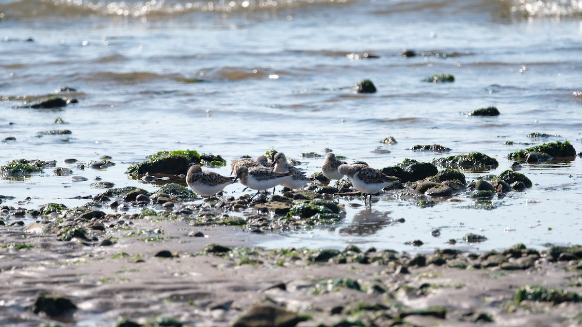 Sanderling - ML639715705