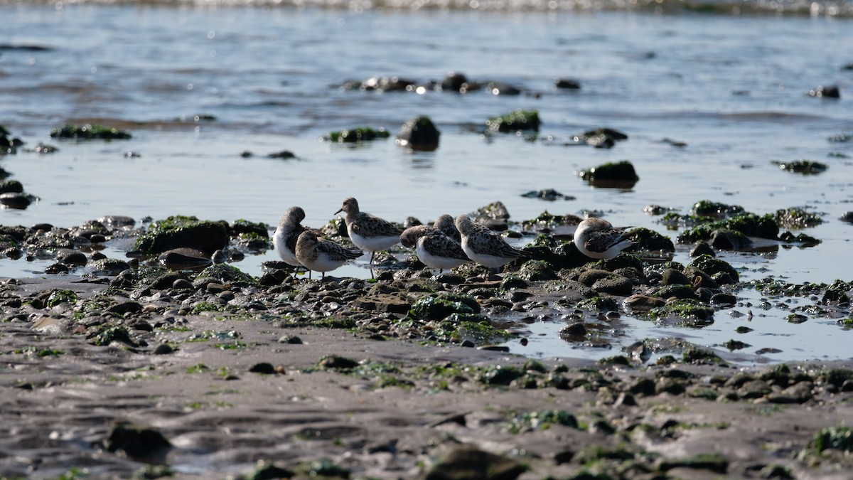 Sanderling - ML639715721