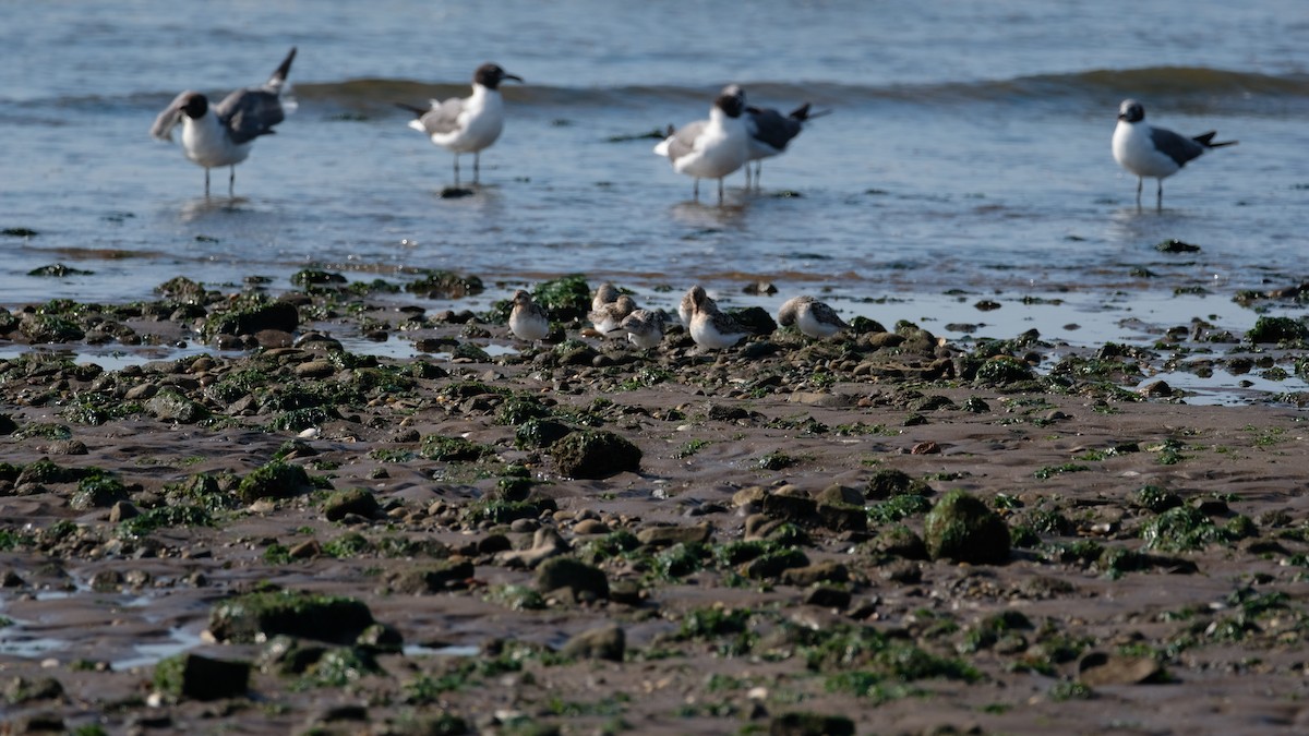 Sanderling - ML639715728