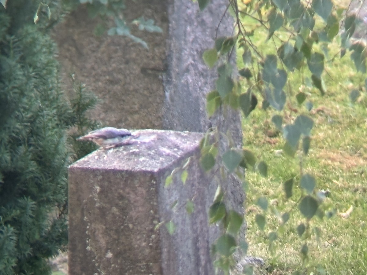 Өрнийн тоншголжин - ML639715757