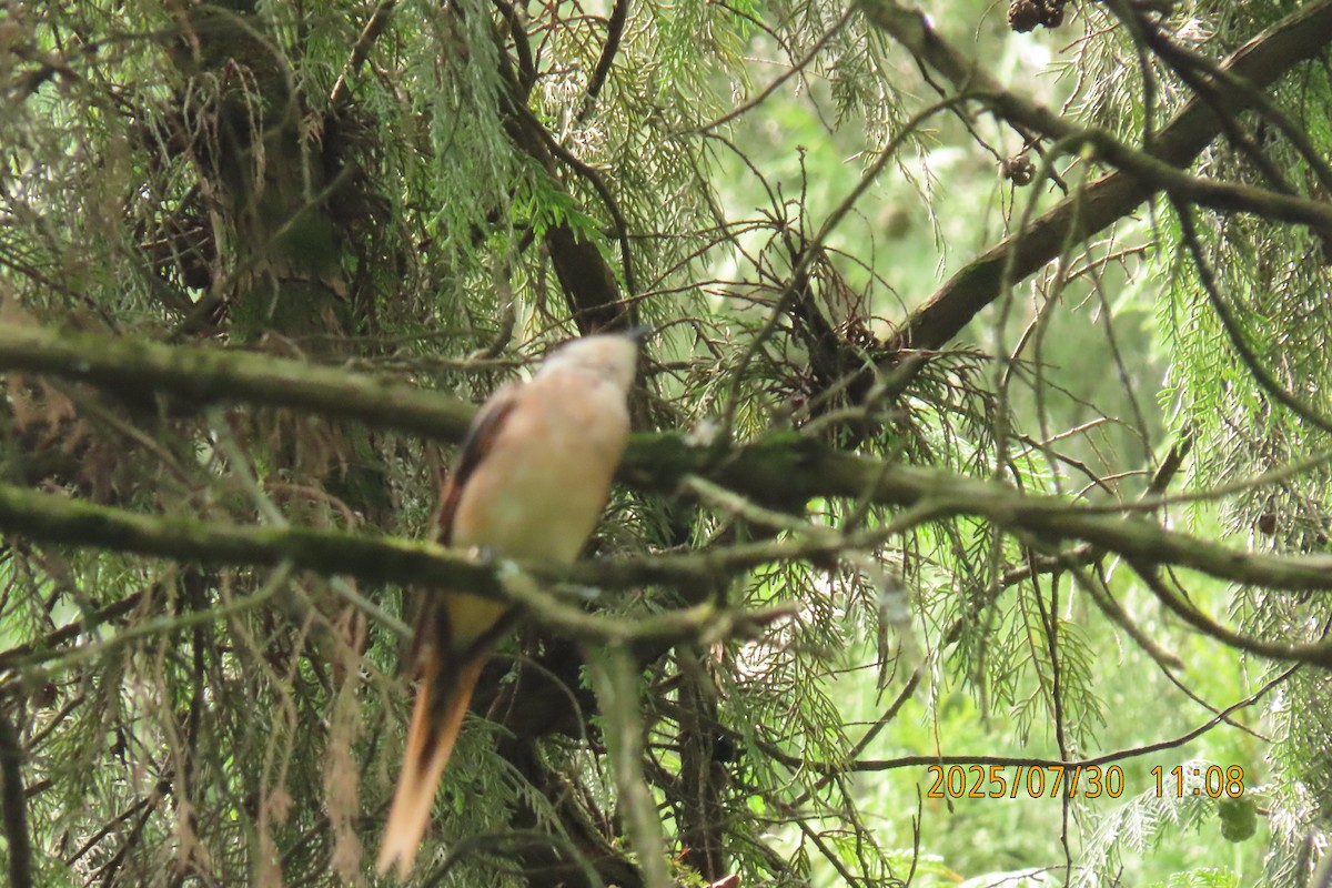 粉紅山椒鳥 - ML639715840