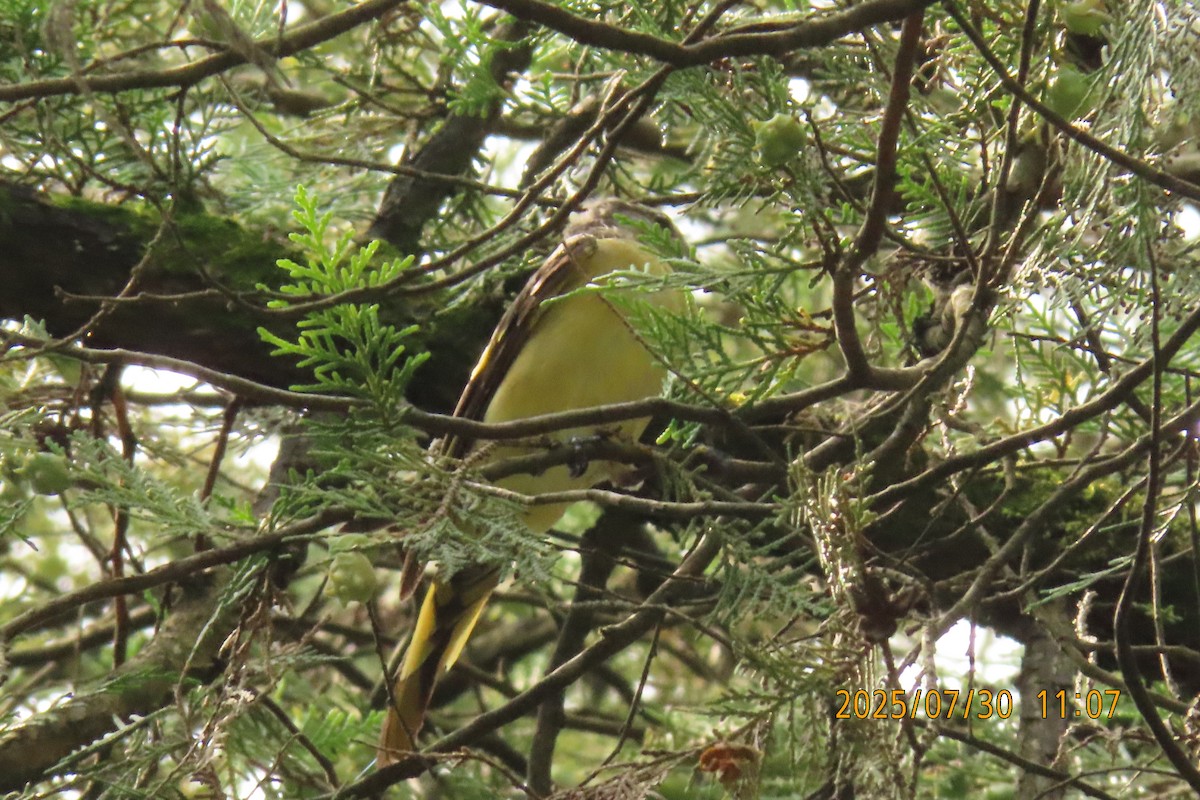 粉紅山椒鳥 - ML639715841