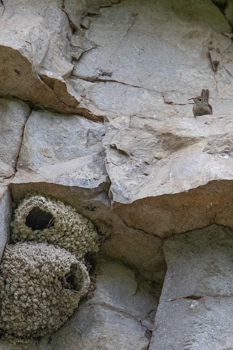 Northern House Wren - ML639715857