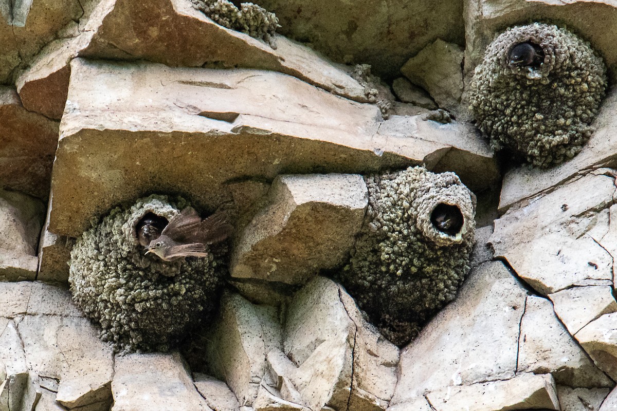 Northern House Wren - ML639715858