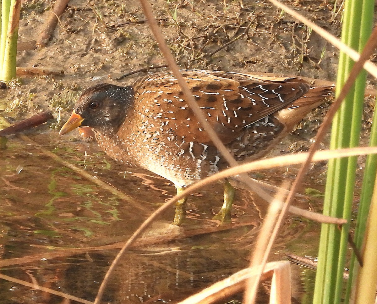 Spotted Crake - ML639715873