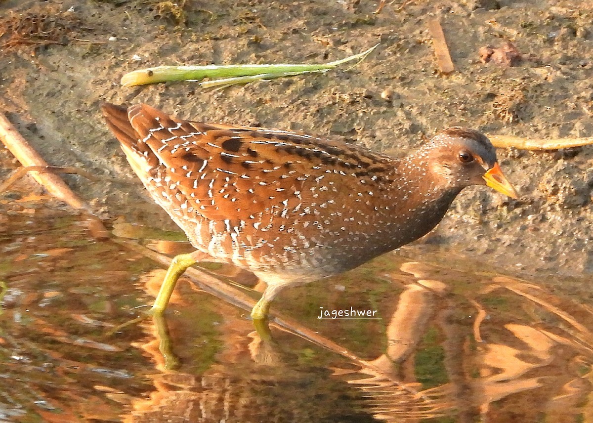 Spotted Crake - ML639715874