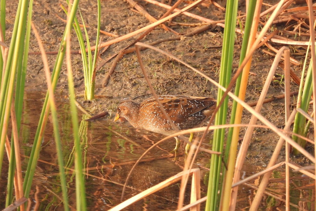 Spotted Crake - ML639715875