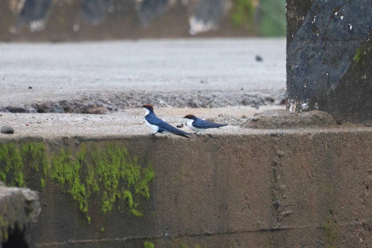 Wire-tailed Swallow - ML639715937