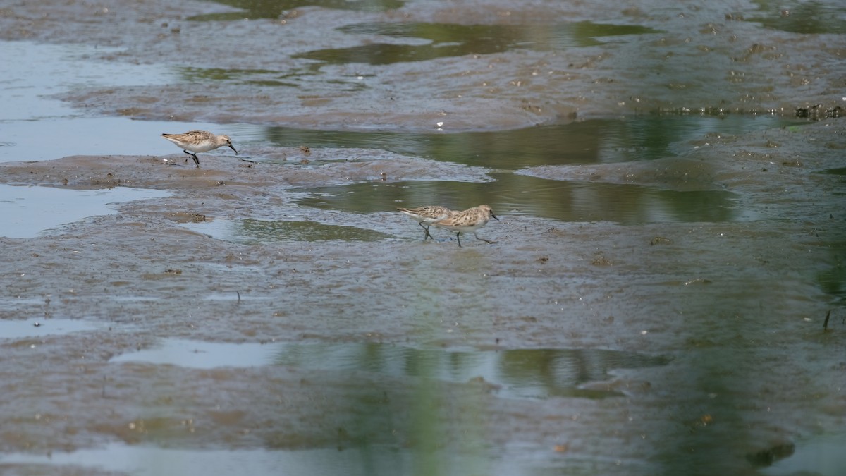 Semipalmated Sandpiper - ML639715946