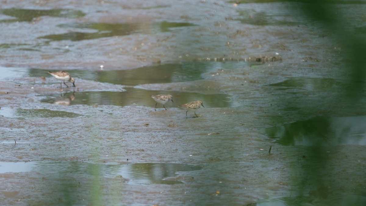Semipalmated Sandpiper - ML639715956