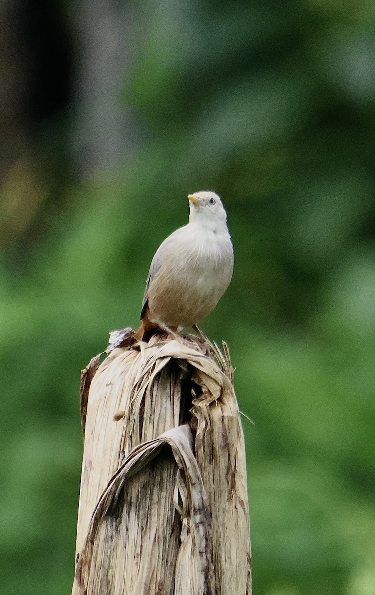 Malabar Starling - ML639715957