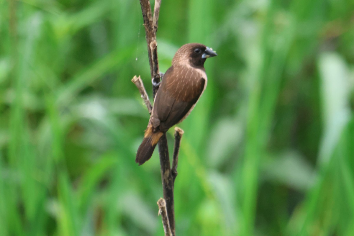 Black-throated Munia - ML639715963