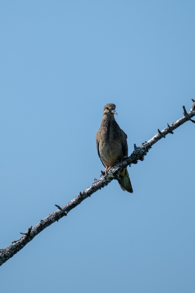 Mourning Dove - ML639716027