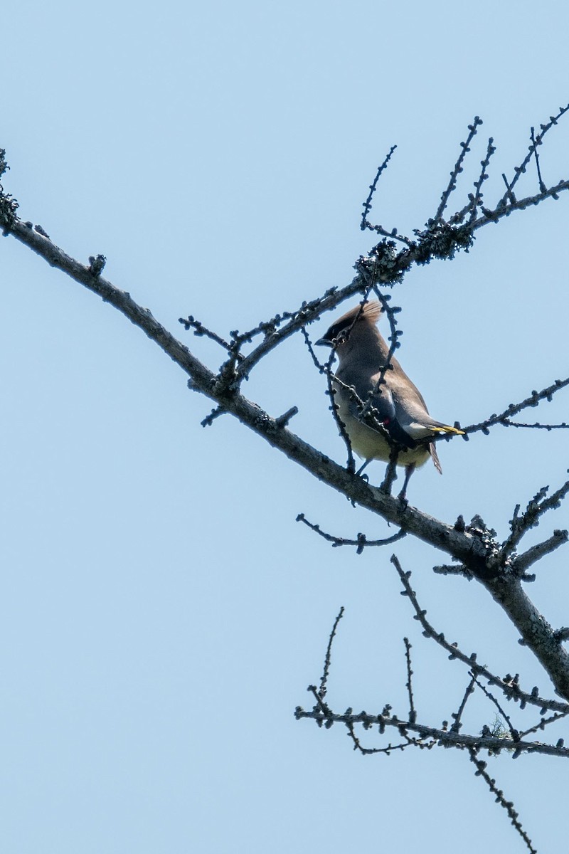 Cedar Waxwing - ML639716035