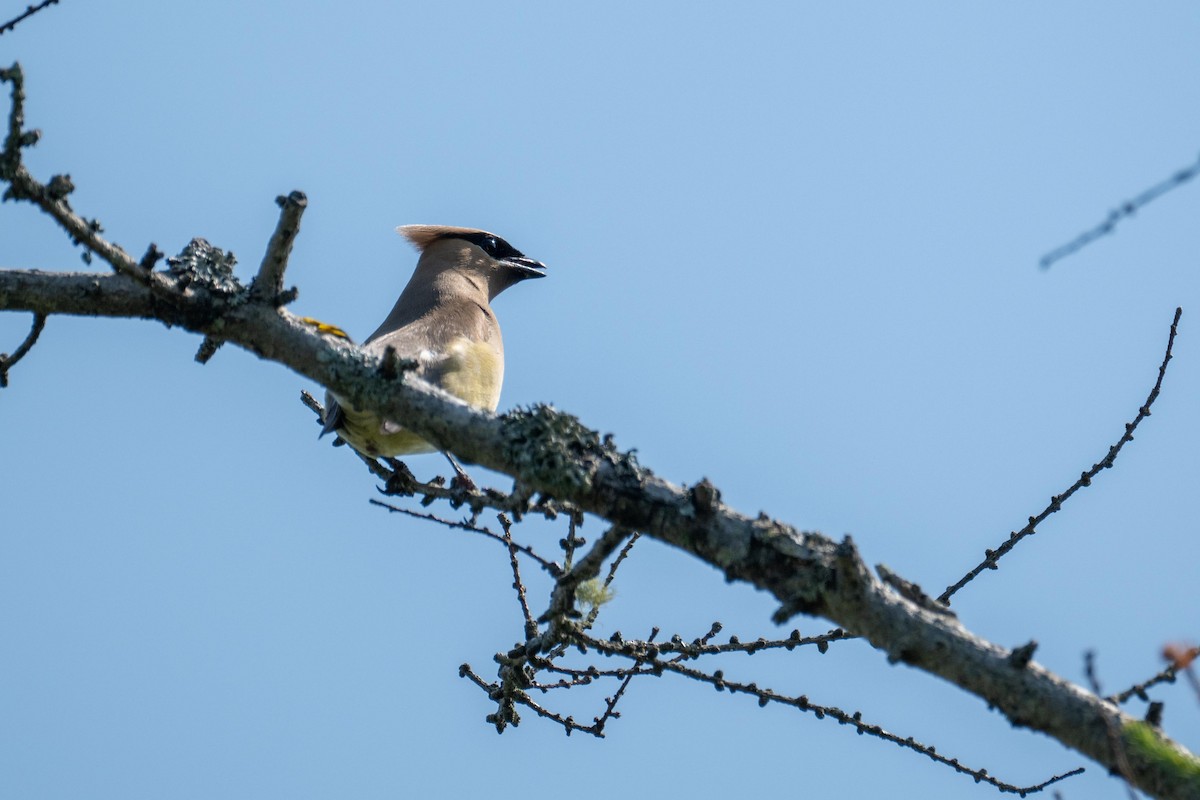 Cedar Waxwing - ML639716039