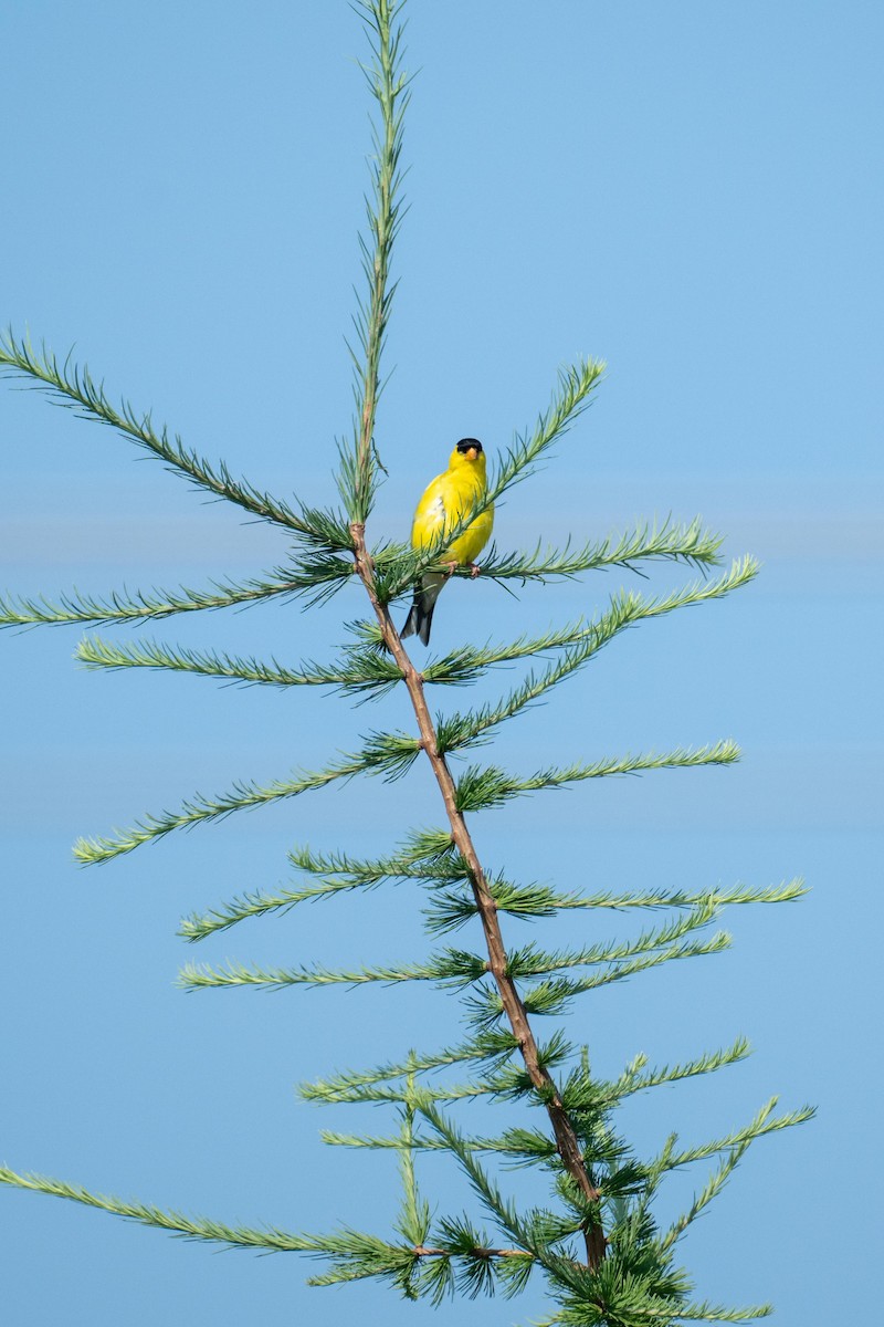 American Goldfinch - ML639716051