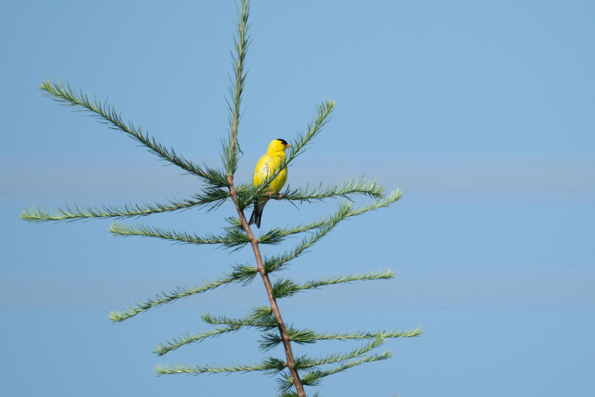 American Goldfinch - ML639716055