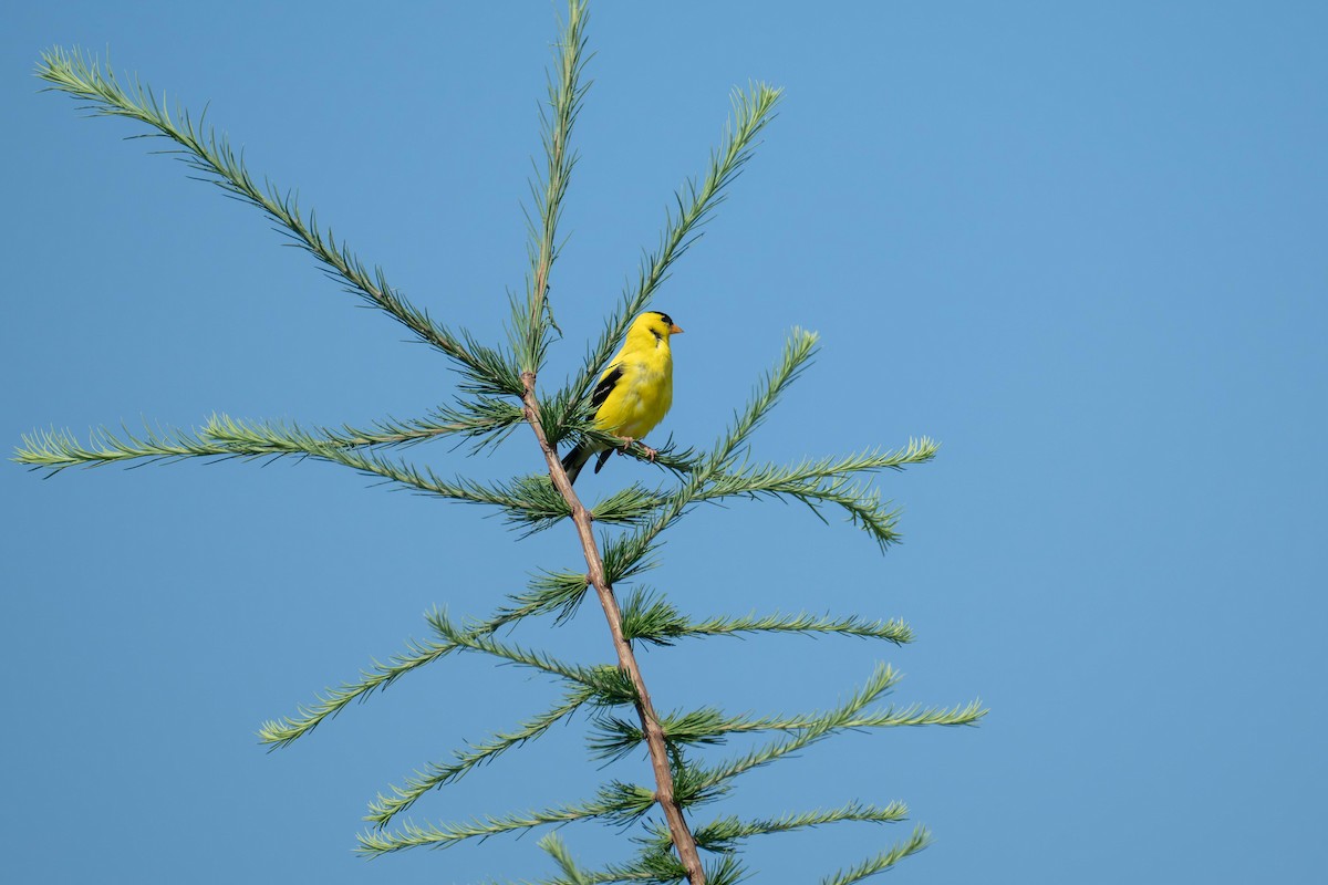 American Goldfinch - ML639716058