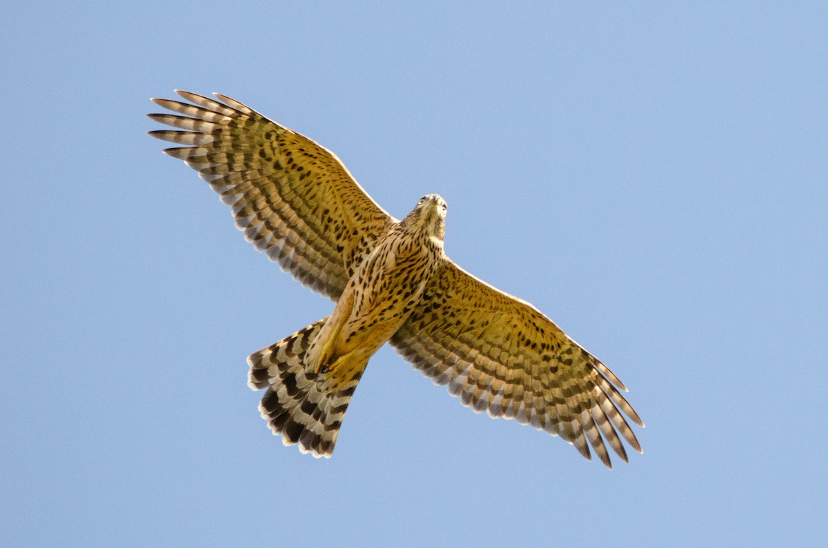 Çakır - ML639716065